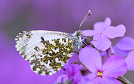 01 Orange Tip (female, Anthocharis cardamines)
